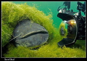 Buddy Sven facin a 2m Wels Catfish :-D by Daniel Strub 